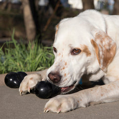 KONG Goodie Bone Chew Toy M Black